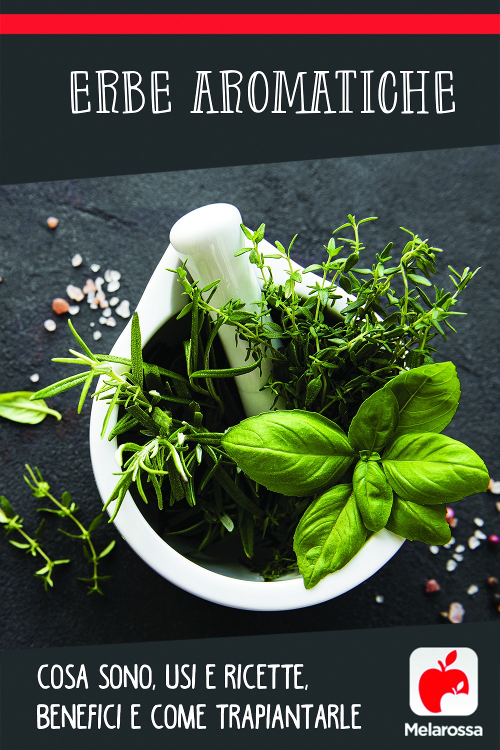 erbe aromatiche: cosa sono, usi, ricette, benefici, come trapiantarle