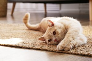 Festa Nazionale del gatto: perché si festeggia e i benefici di convivere con un gatto