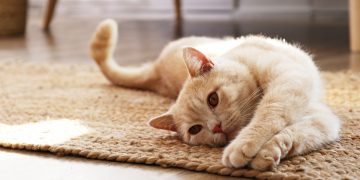 Festa nazionale del gatto