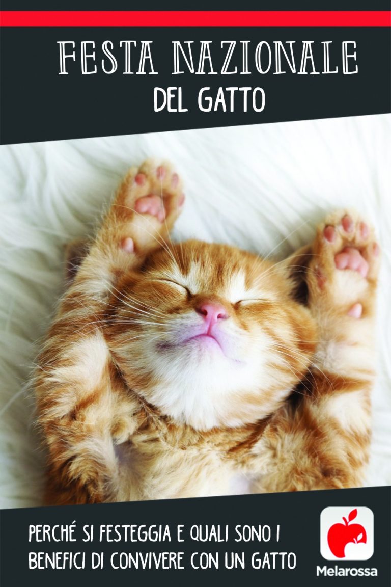 Festa Nazionale del gatto perché si festeggia e i benefici di avere un