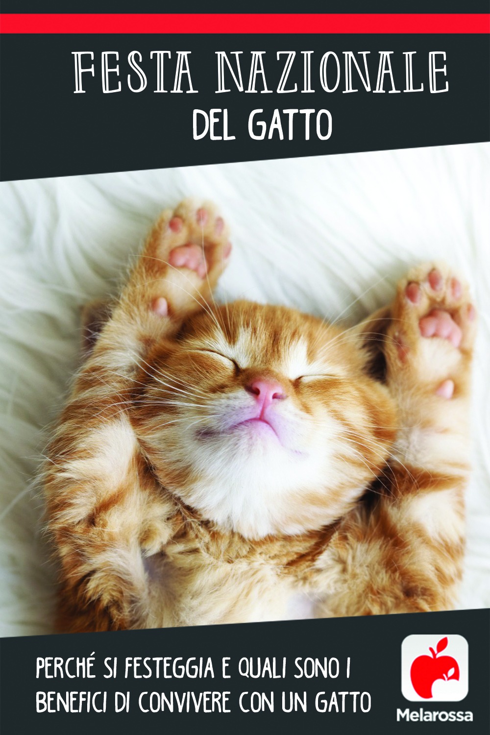 Giornata nazionale del gatto