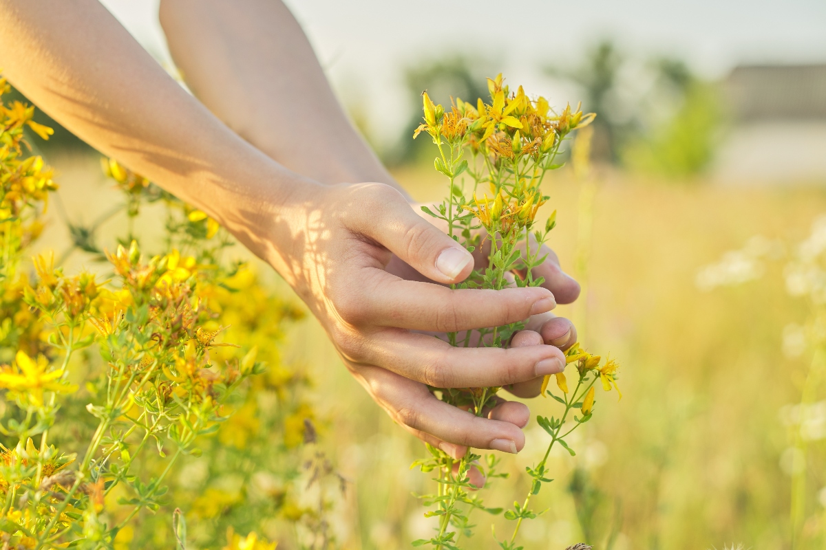 erba di San Giovanni: botanica 