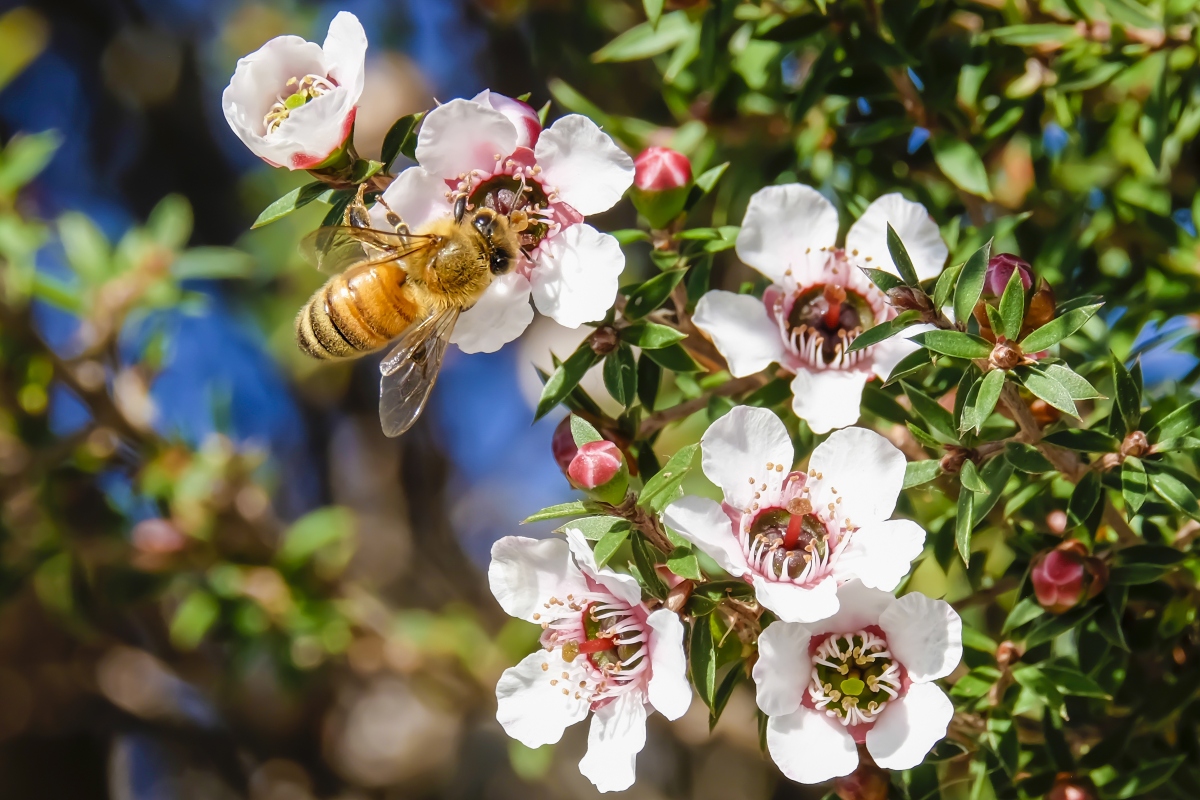 miele di manuka: proprietà nutrizionali 