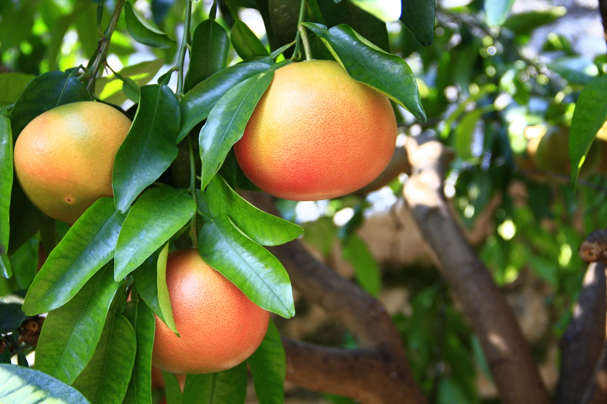 pompelmo botanica