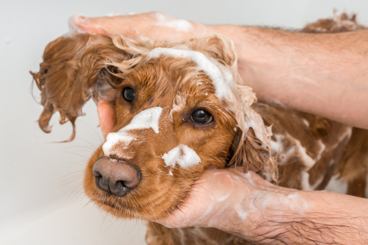 Sapone di Marsiglia per lavare i cani