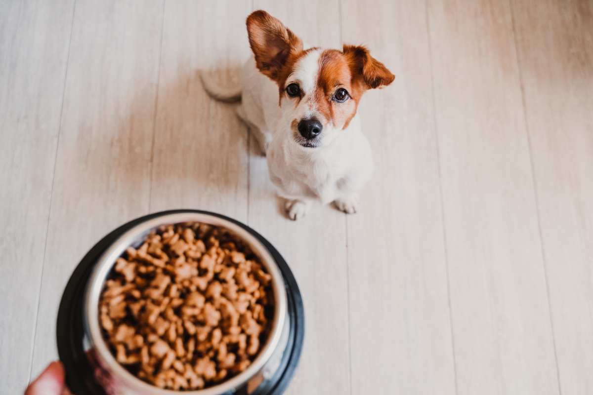 alimentazione del cane: cibo industriale 
