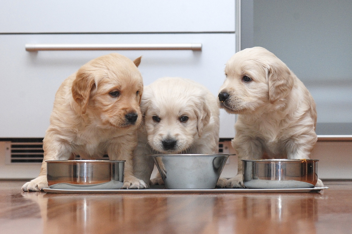 alimentazione del cane: cosa dare a magiare ai cani cuccioli