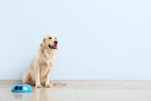 Nutrizione 6 Alimentazione del cane: meglio crocchette o alimentazione casalinga? Guida per una dieta sana e equilibrata a tutte le età