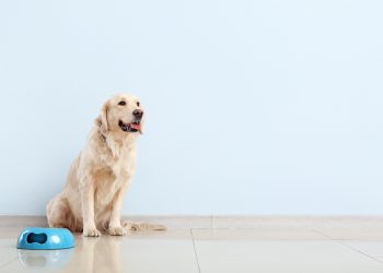 alimentazione del cane: meglio cibo industriale o casalingo? guida per una dieta equilibrata