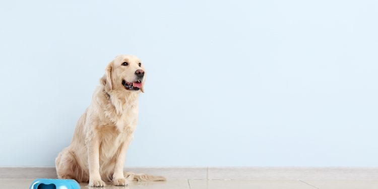 alimentazione del cane: meglio cibo industriale o casalingo? guida per una dieta equilibrata