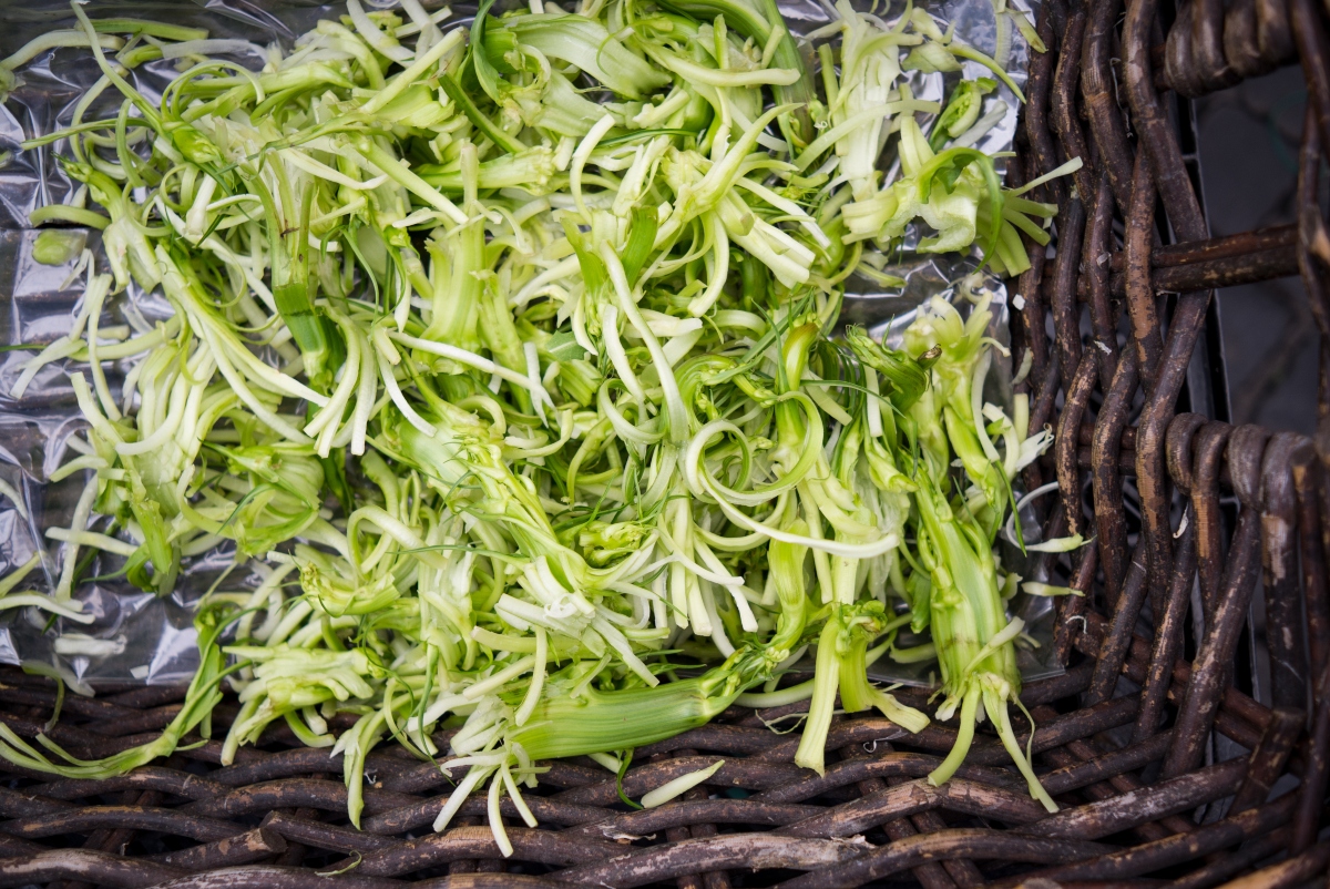 come pulire le puntarelle