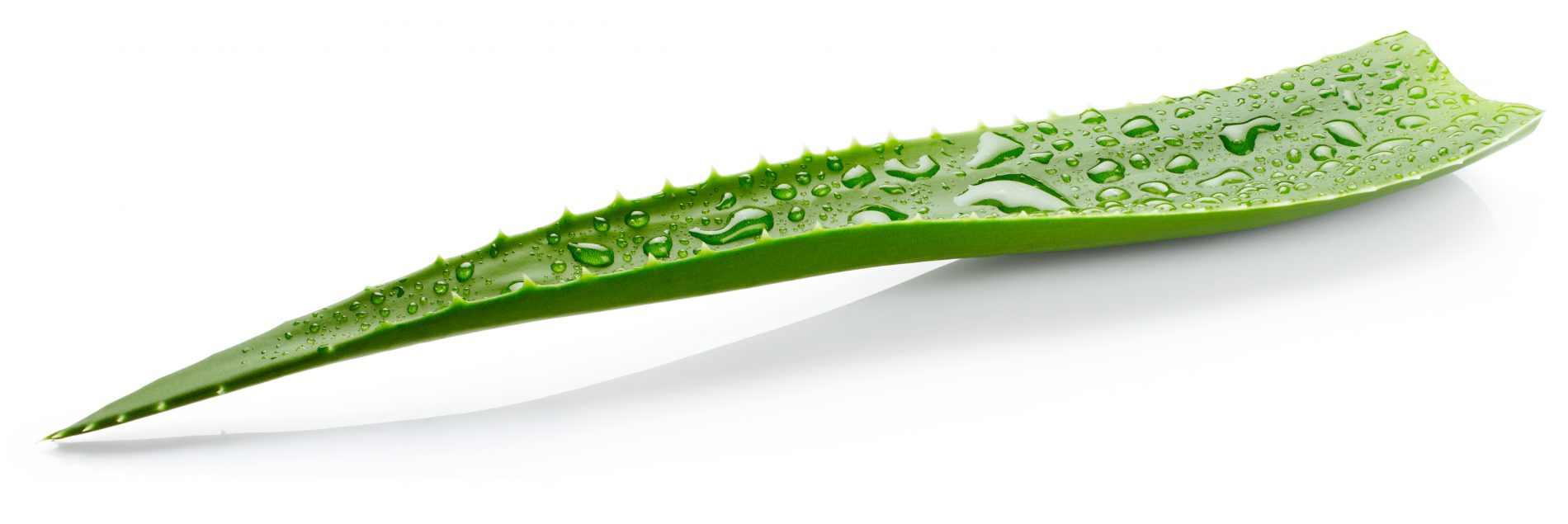 dermatite seborroica: aloe vera