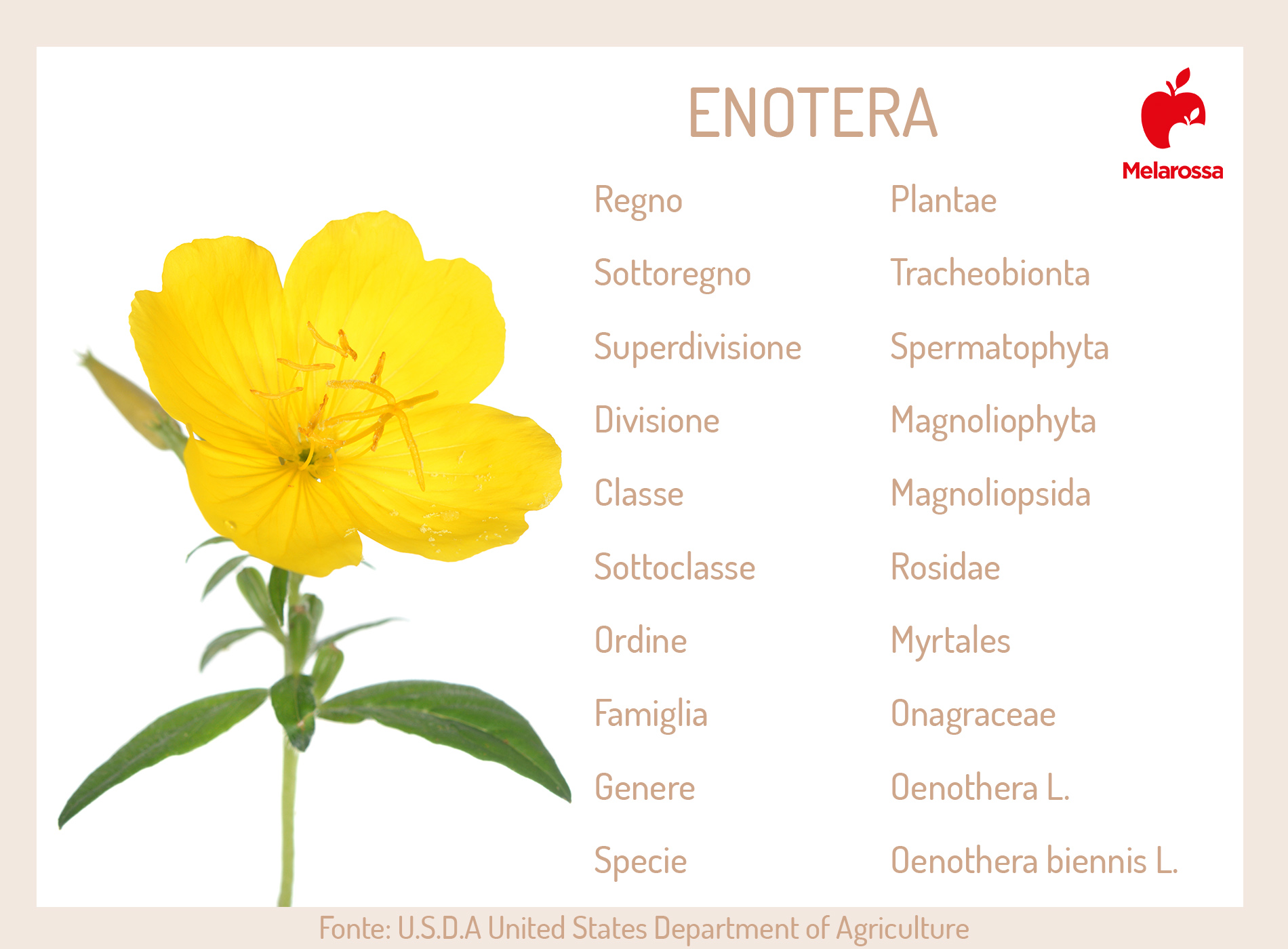 enotera: botanica