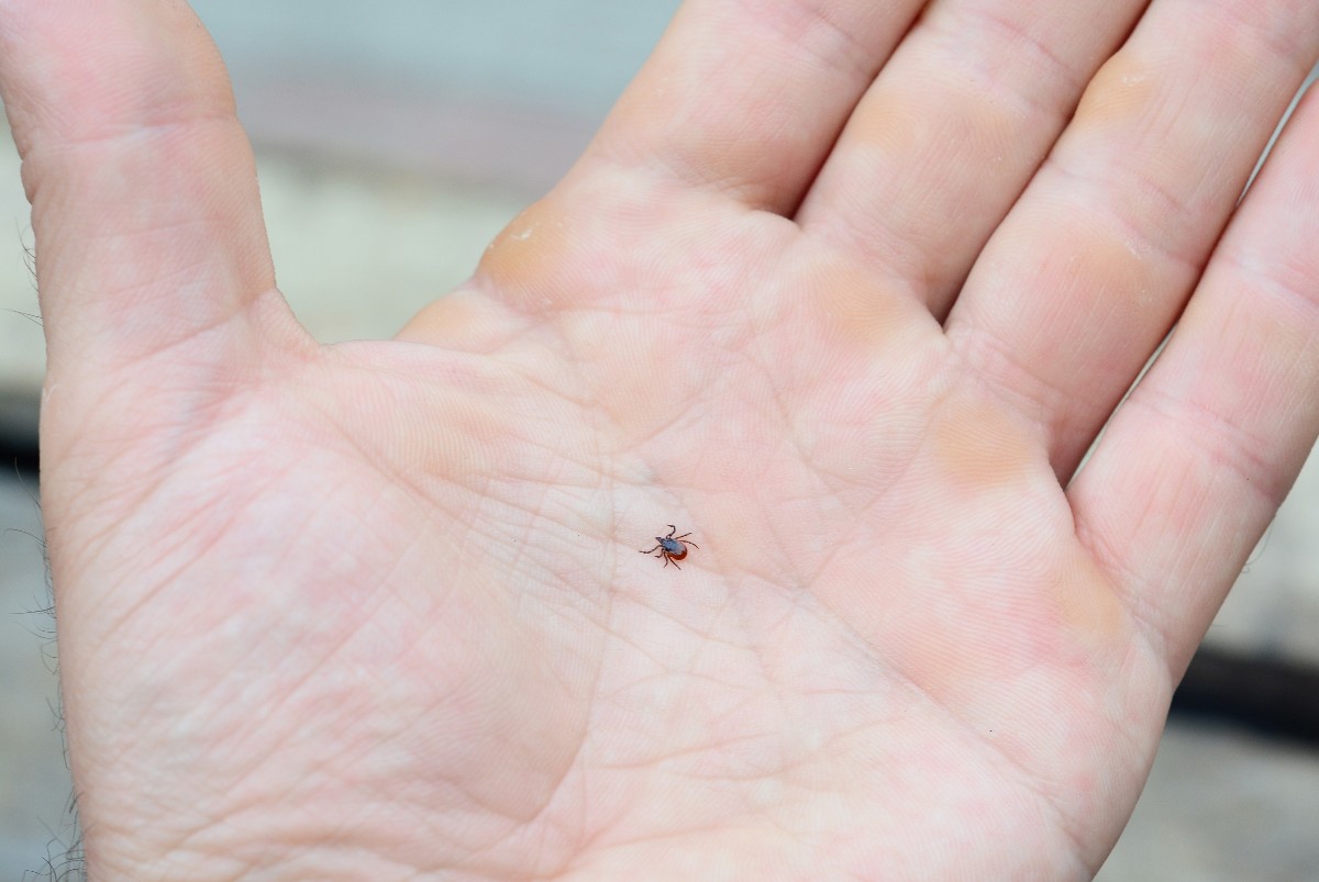malattia lyme zecche