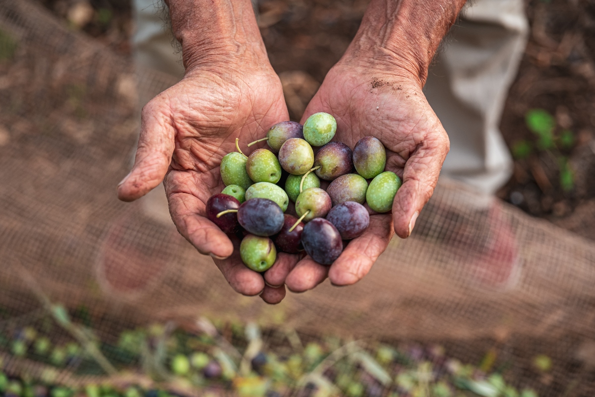 Olive: produzione e raccolta 