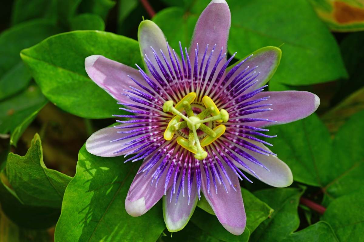 passiflora: botanica 