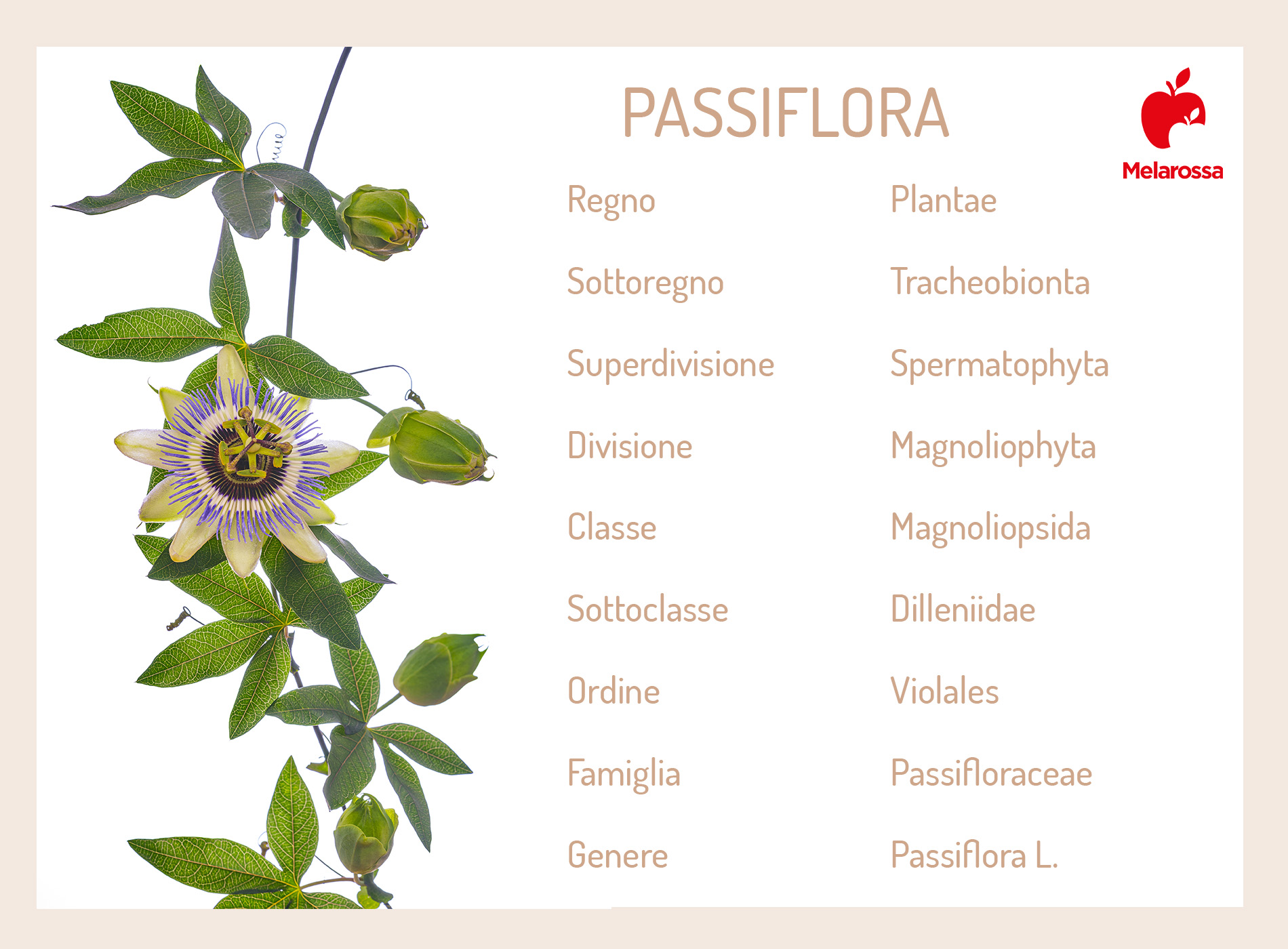 passiflora: che cos'è