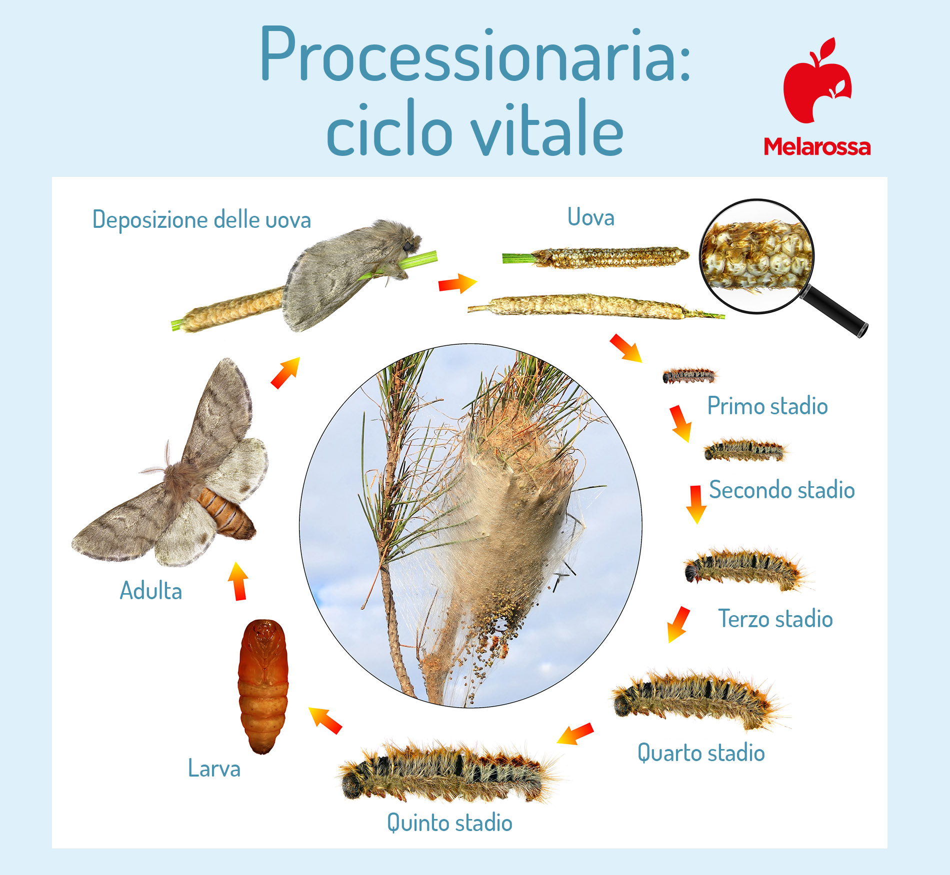 processionaria: ciclo vitale 