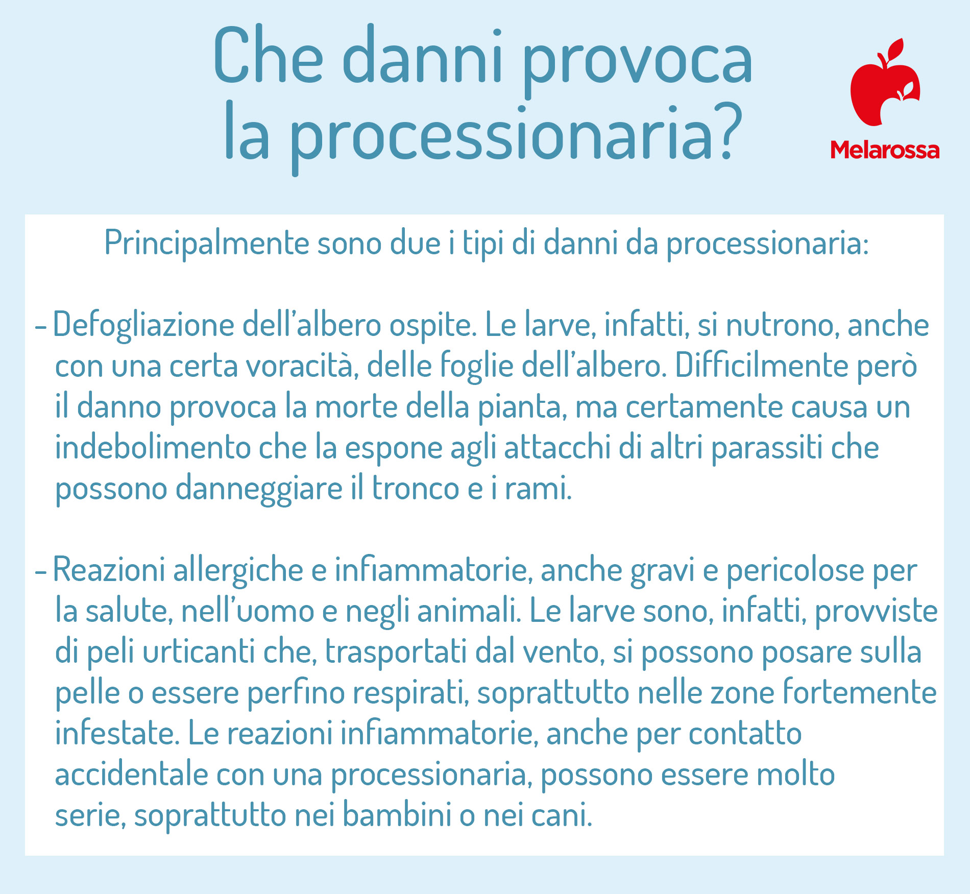 processionaria danni 1
