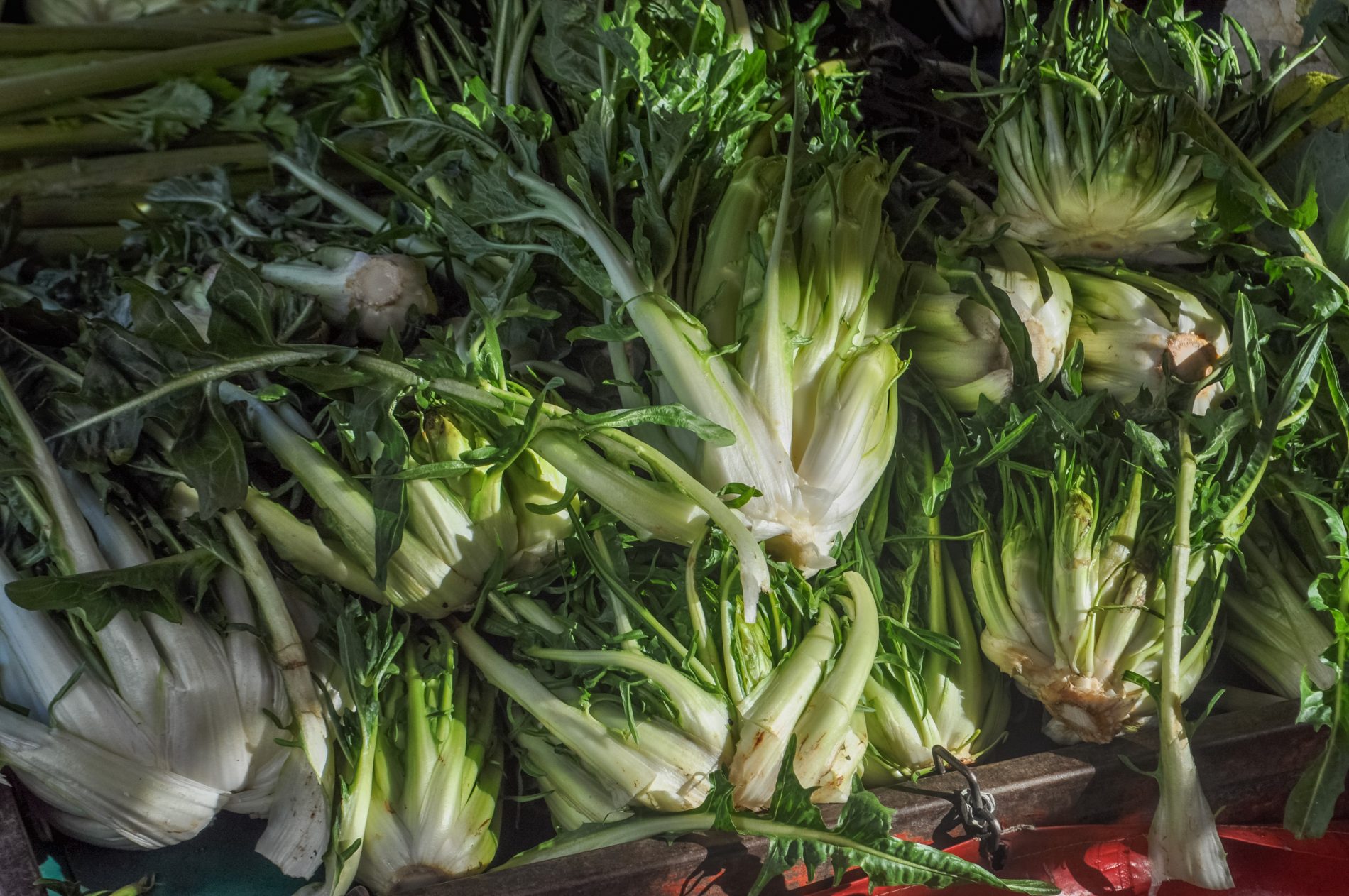 puntarelle: famiglia cicoria