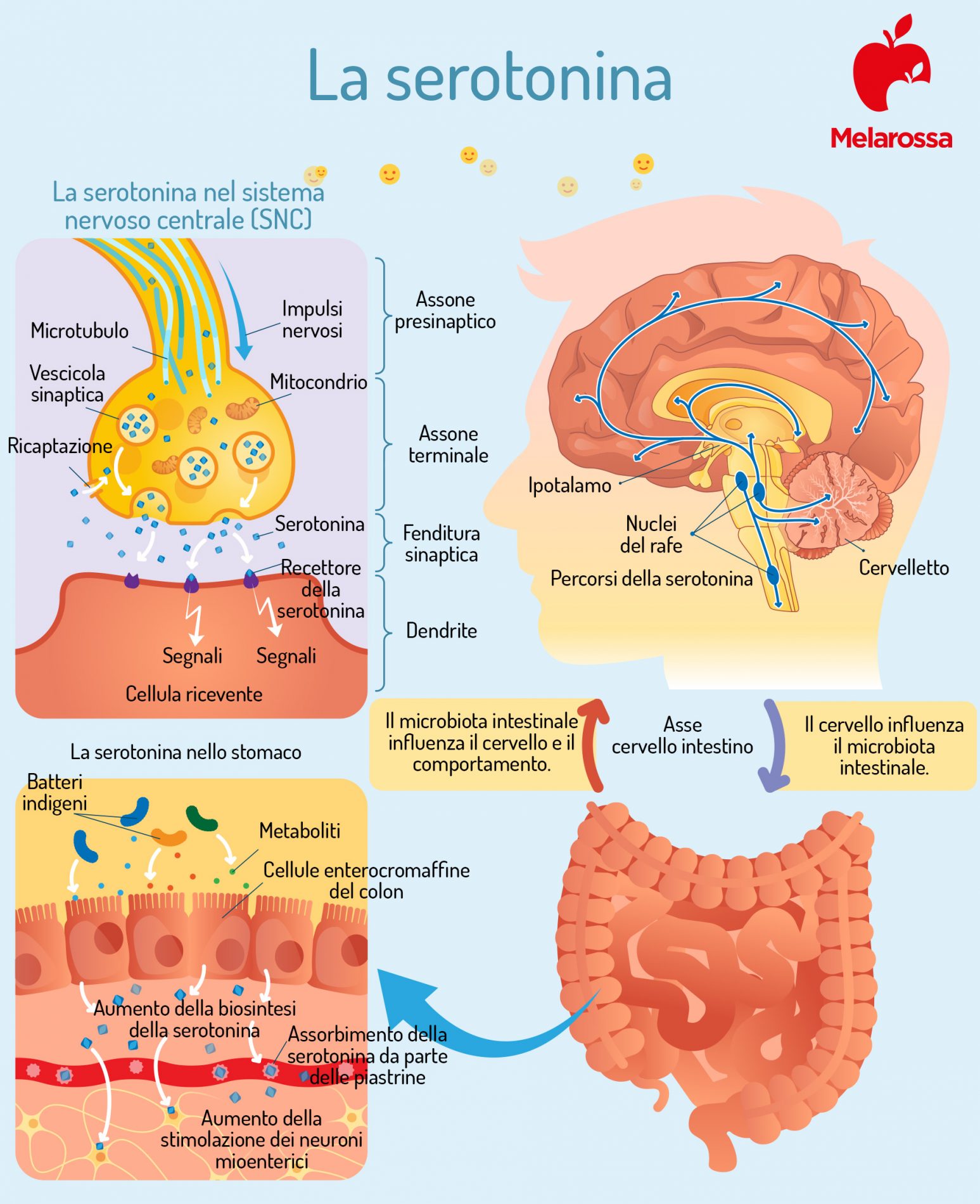 serotonina e sistema nervoso