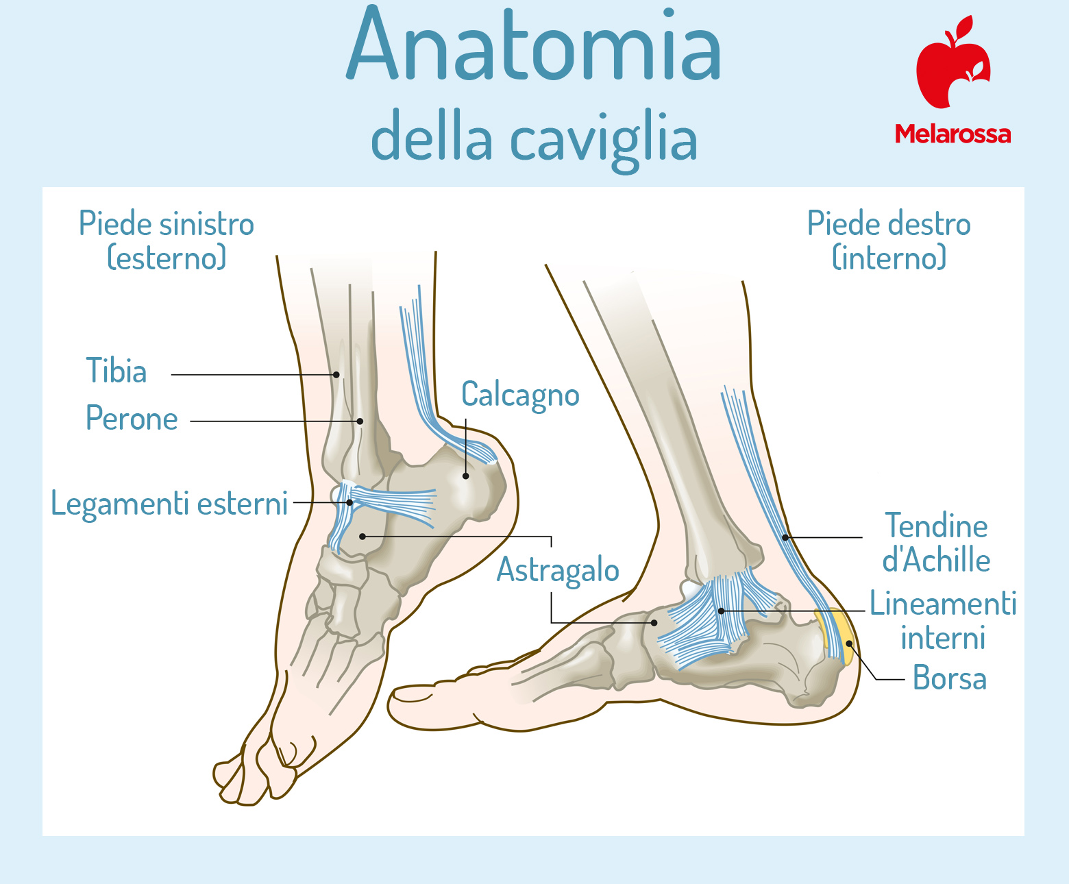 tallonite: anatomia della caviglia 