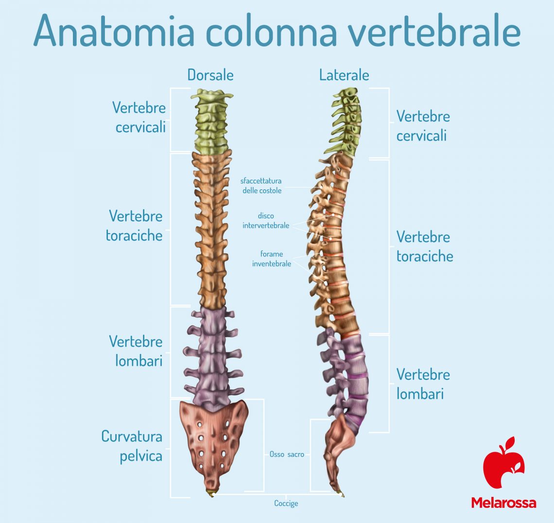 Mal Di Schiena Significato Spirituale Mal di schiena: cos'è, tipi, sintomi, cause, trattamenti e prevenzione
