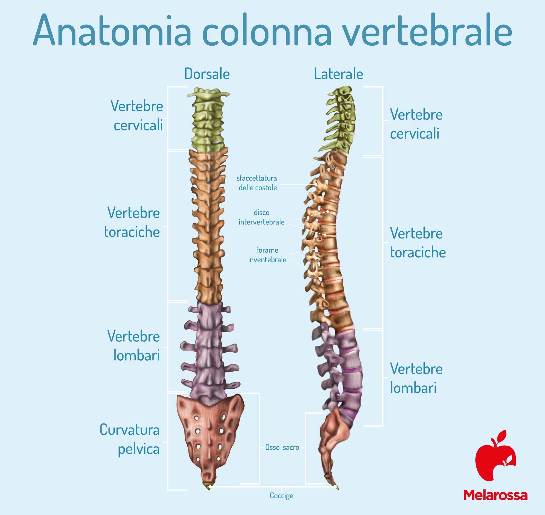 anatomia della colonna vertebrale 