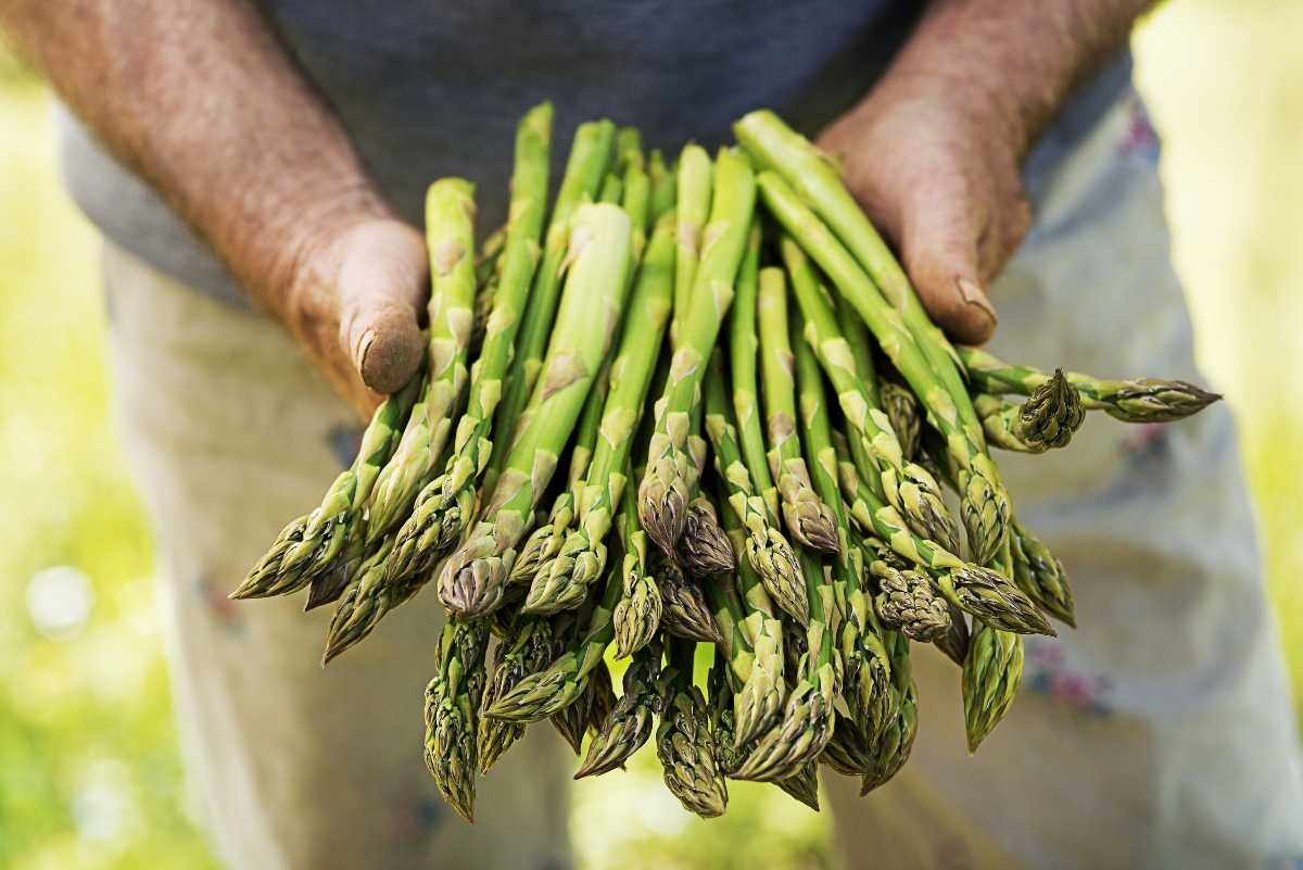 asparagi: guida all'acquisto