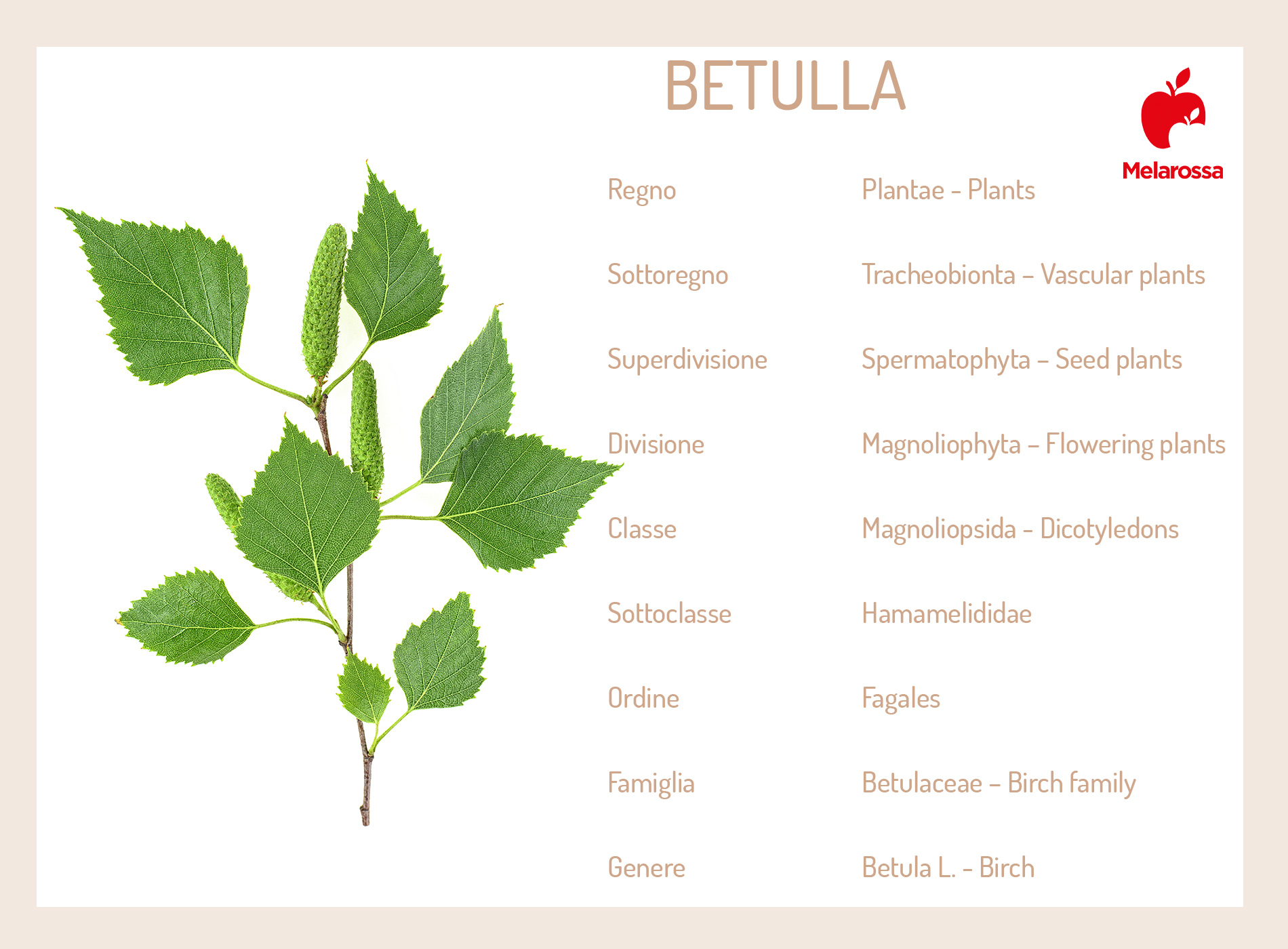 betulla: botanica