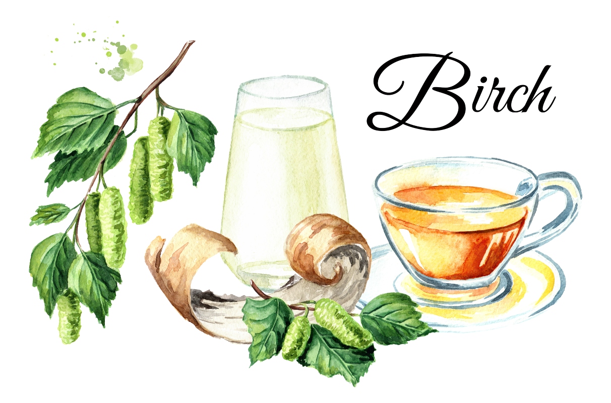 Tisane con betulla: ricette