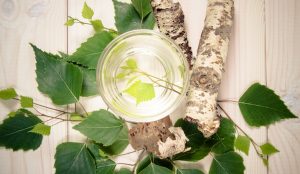 Betulla: proprietà, benefici, linfa e controindicazioni