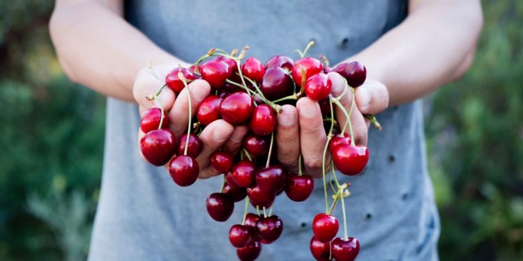 ciliegie: cosa sono, calorie, benefici, usi in cucina e le migliori ricette