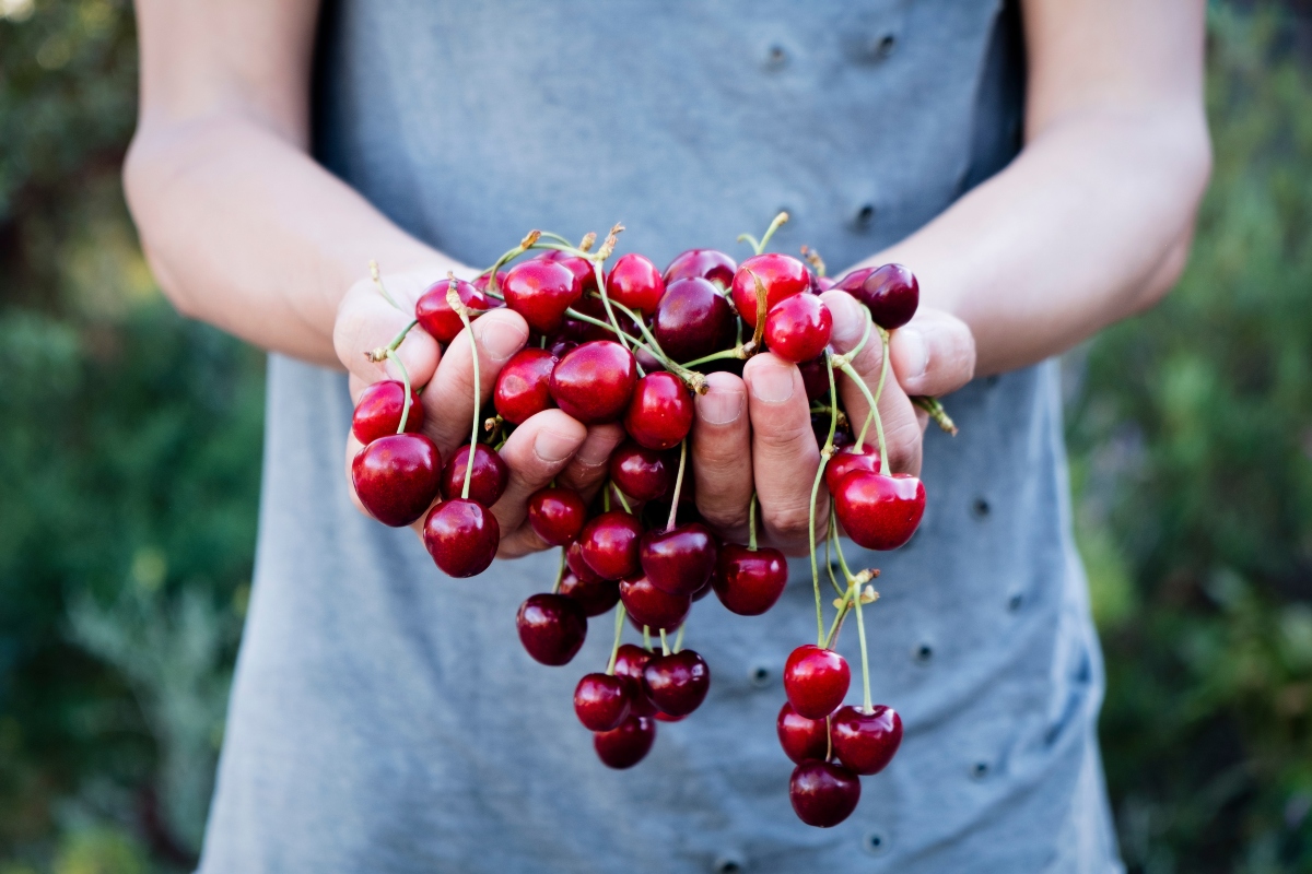 ciliegie: cosa sono, calorie, benefici, usi in cucina e le migliori ricette