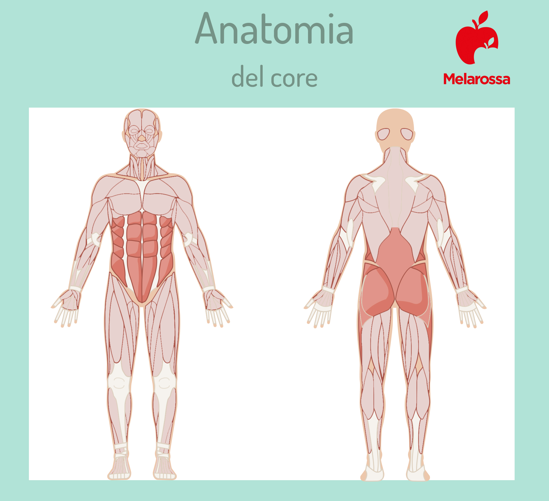core stability: anatomia del core