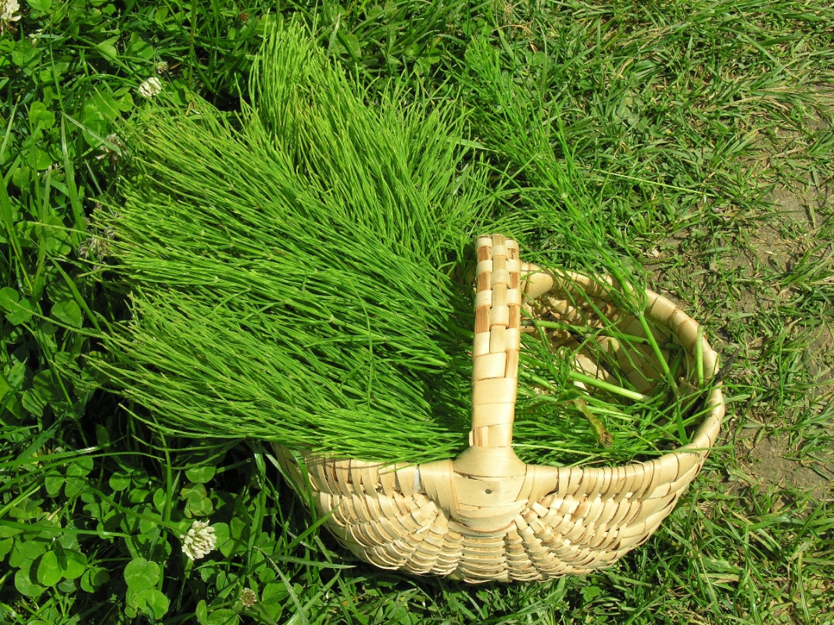equiseto: botanica