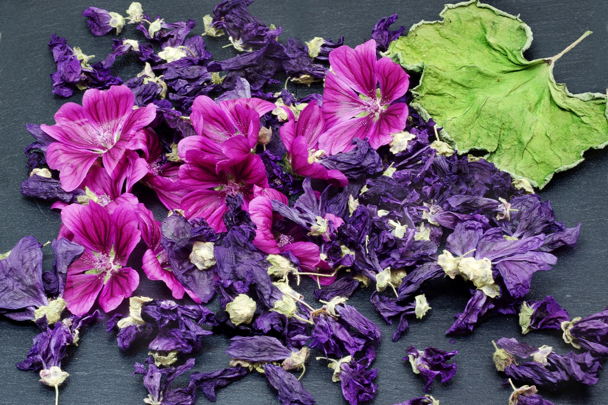 Malva: i benefici per il fegato