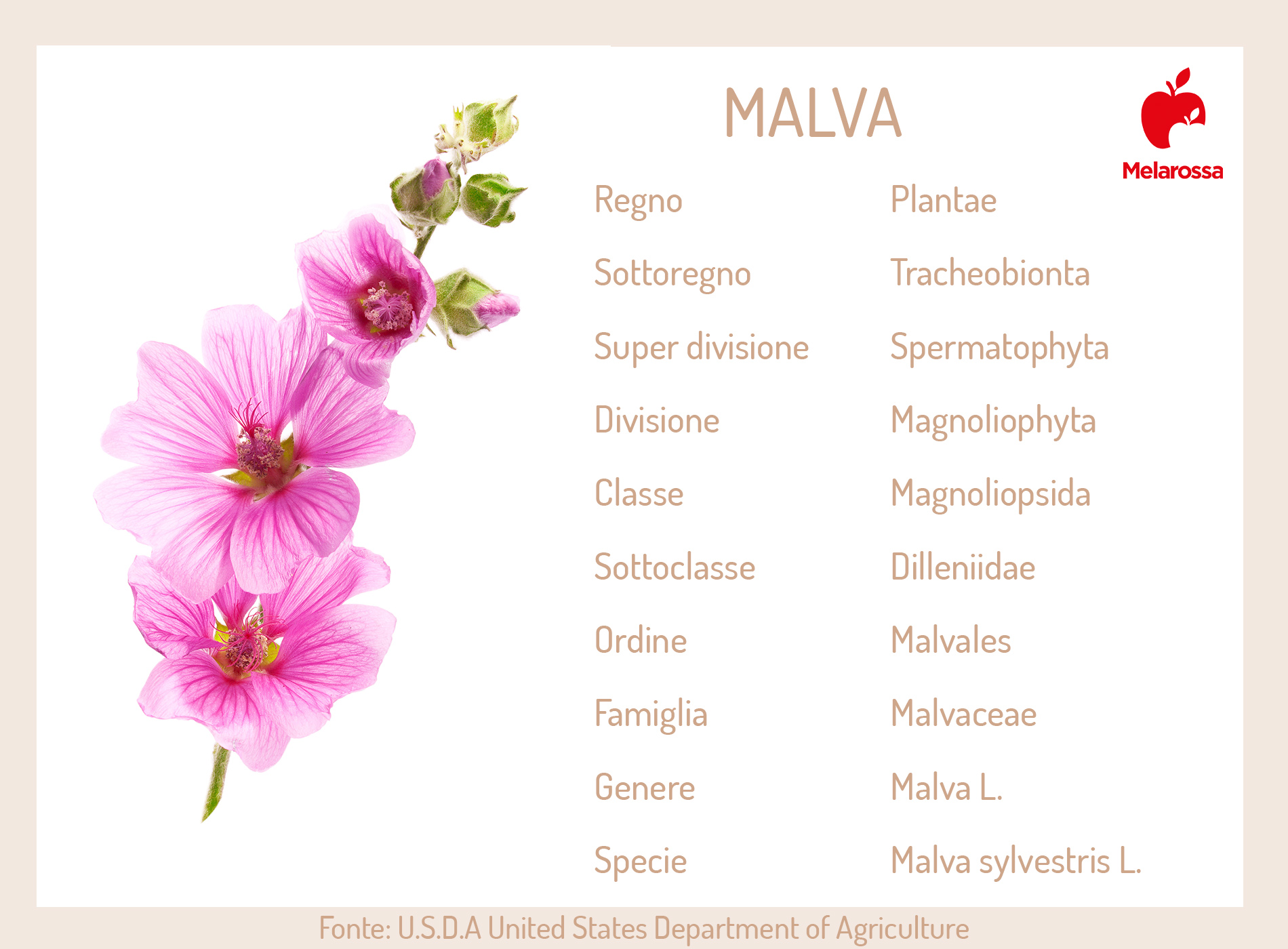 malva: botanica