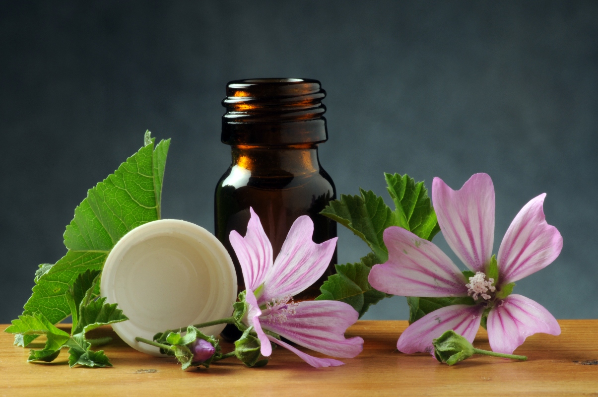 malva: consigli all'acquisto