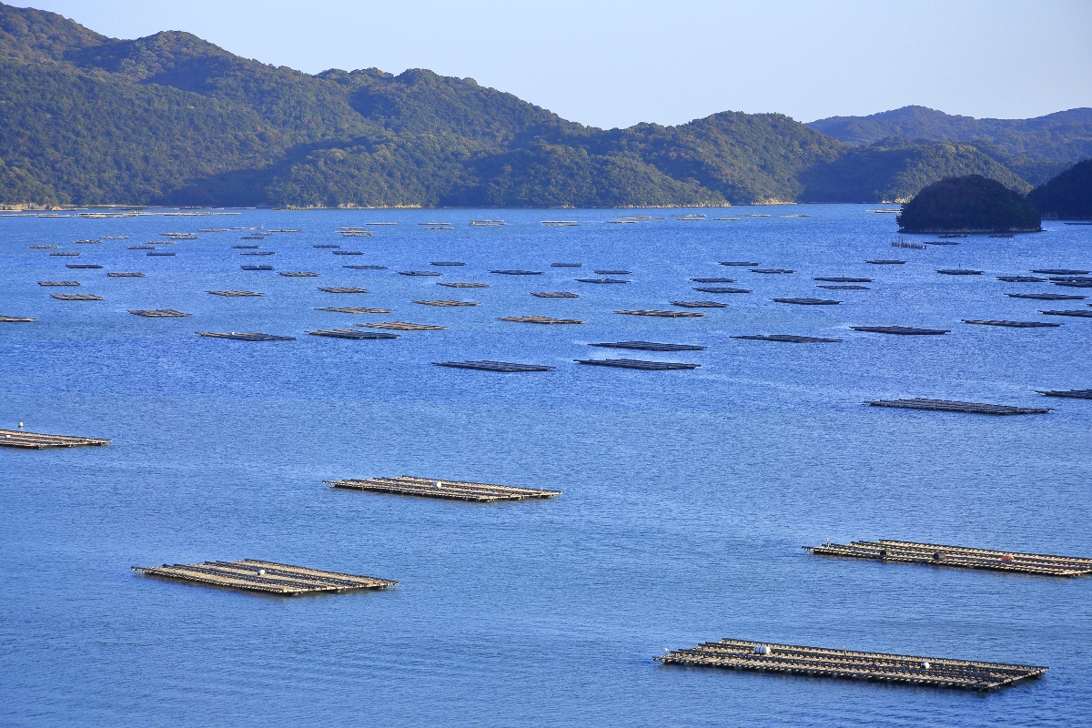 ostriche: allevamento in sospensione in Giappone