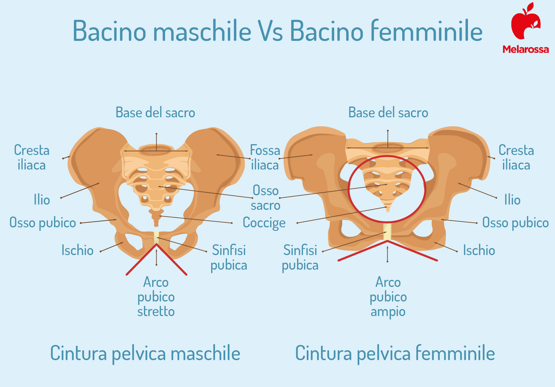 perineo maschile e femminile