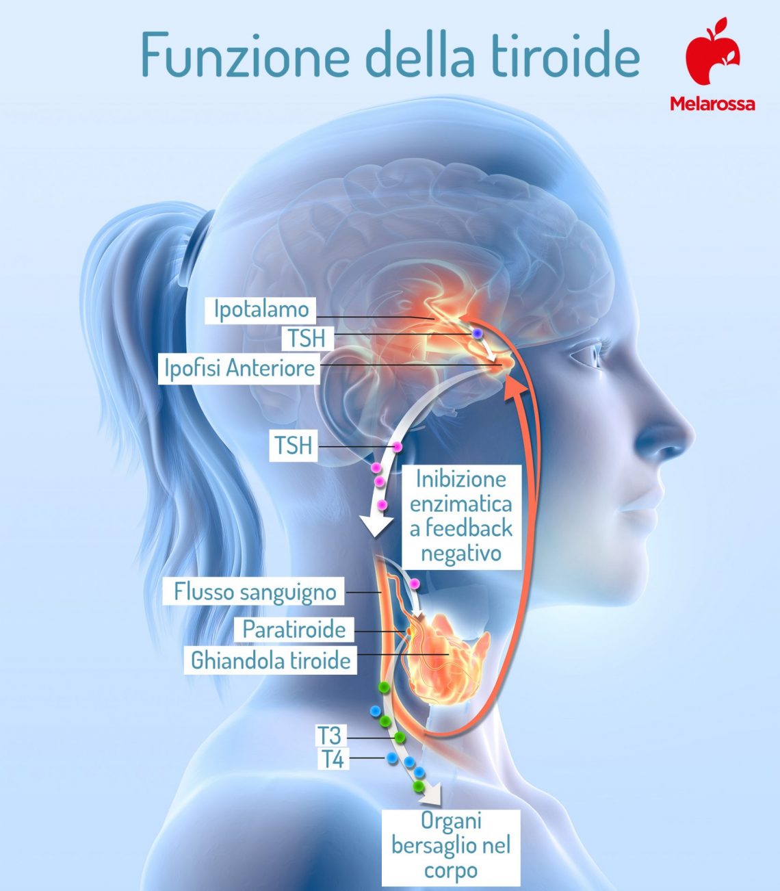TSH: cos’è, valori normali, alti o bassi e come funziona l'esame ...