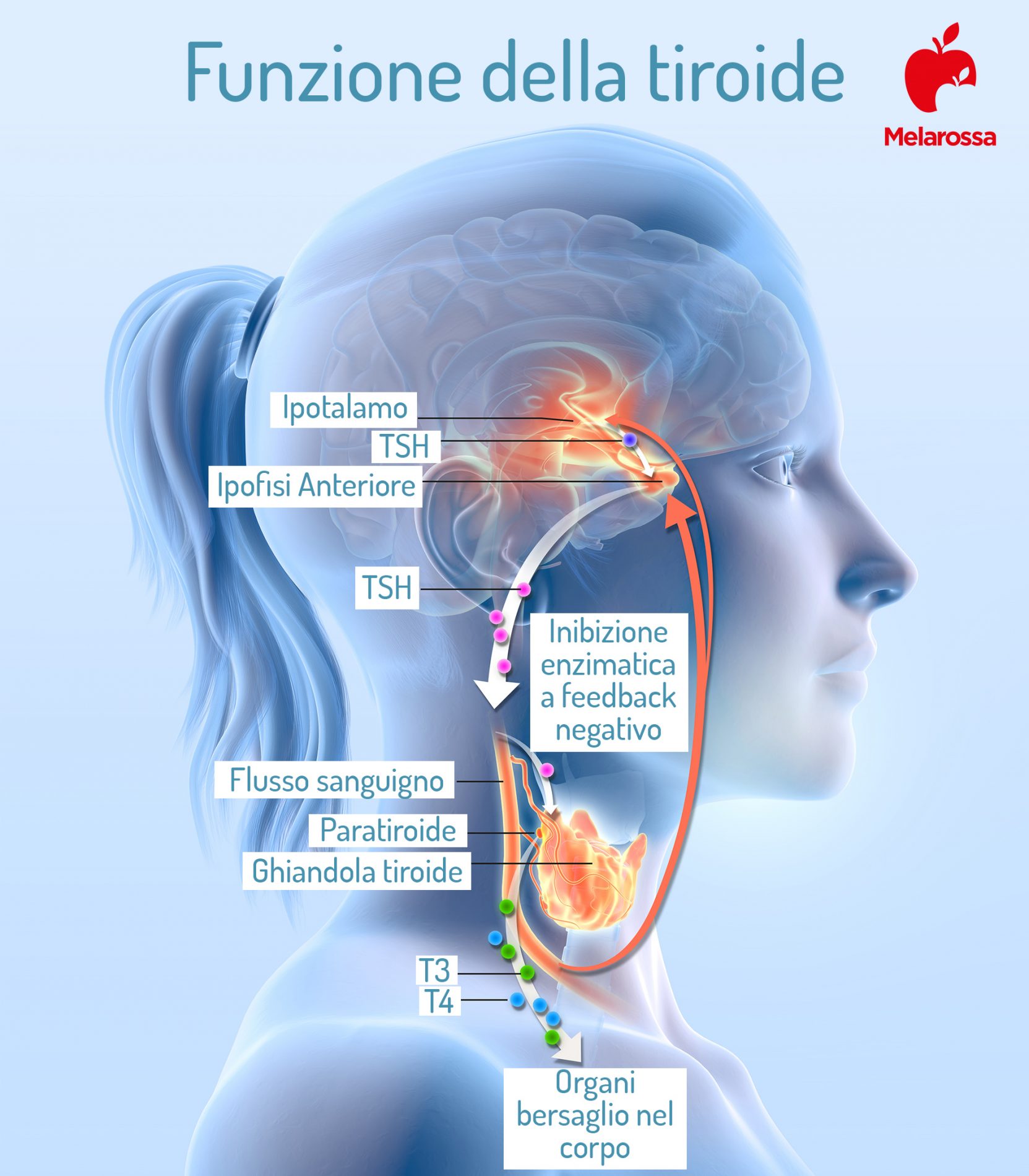 TSH: funzione della tiroide