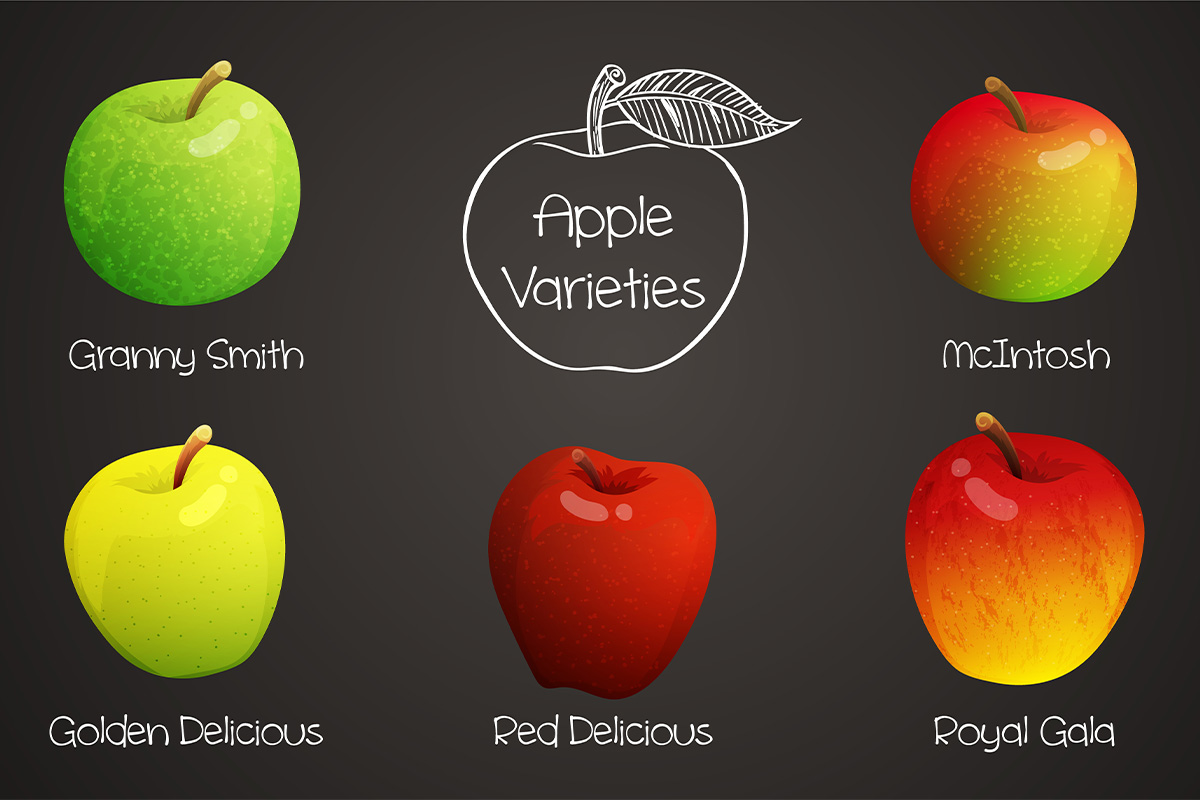 varietà delle mele: stagionalità e usi