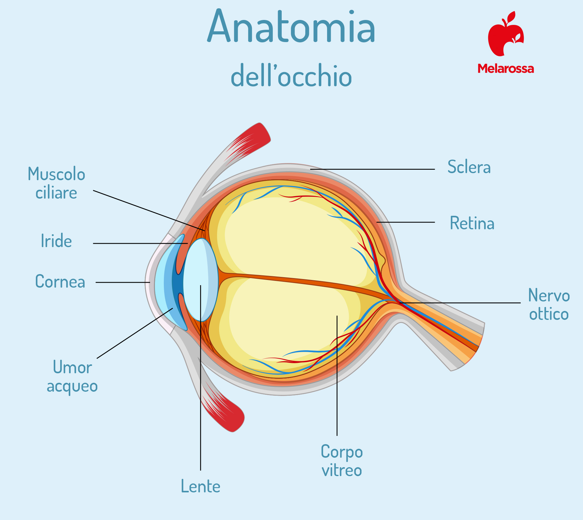 cornea: anatomia dell'occhio 