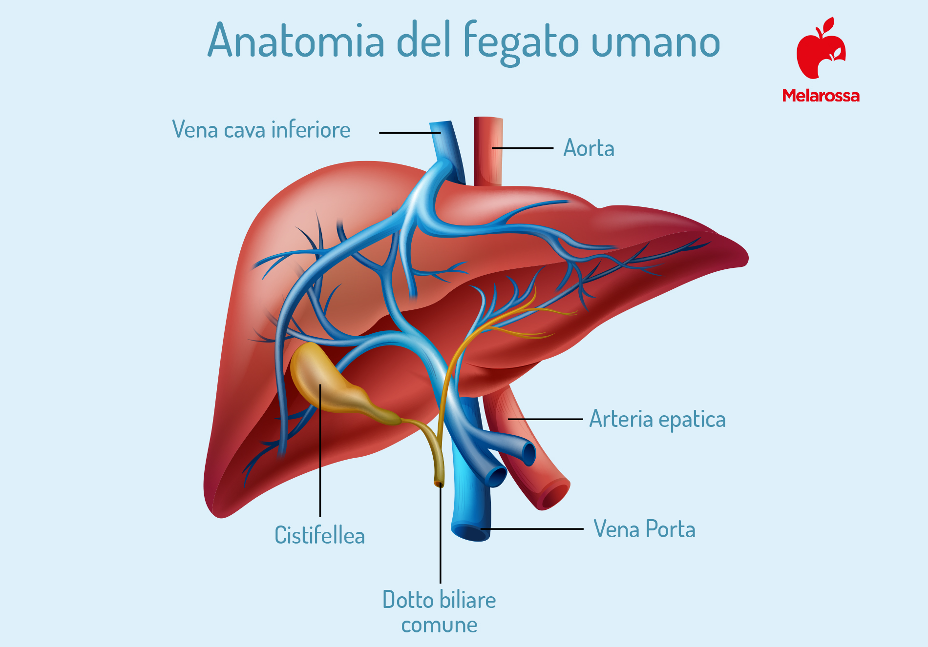 Epatite B: anatomia del fegato