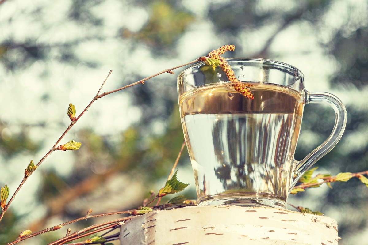 linfa di betulla: benefici e effetto detox