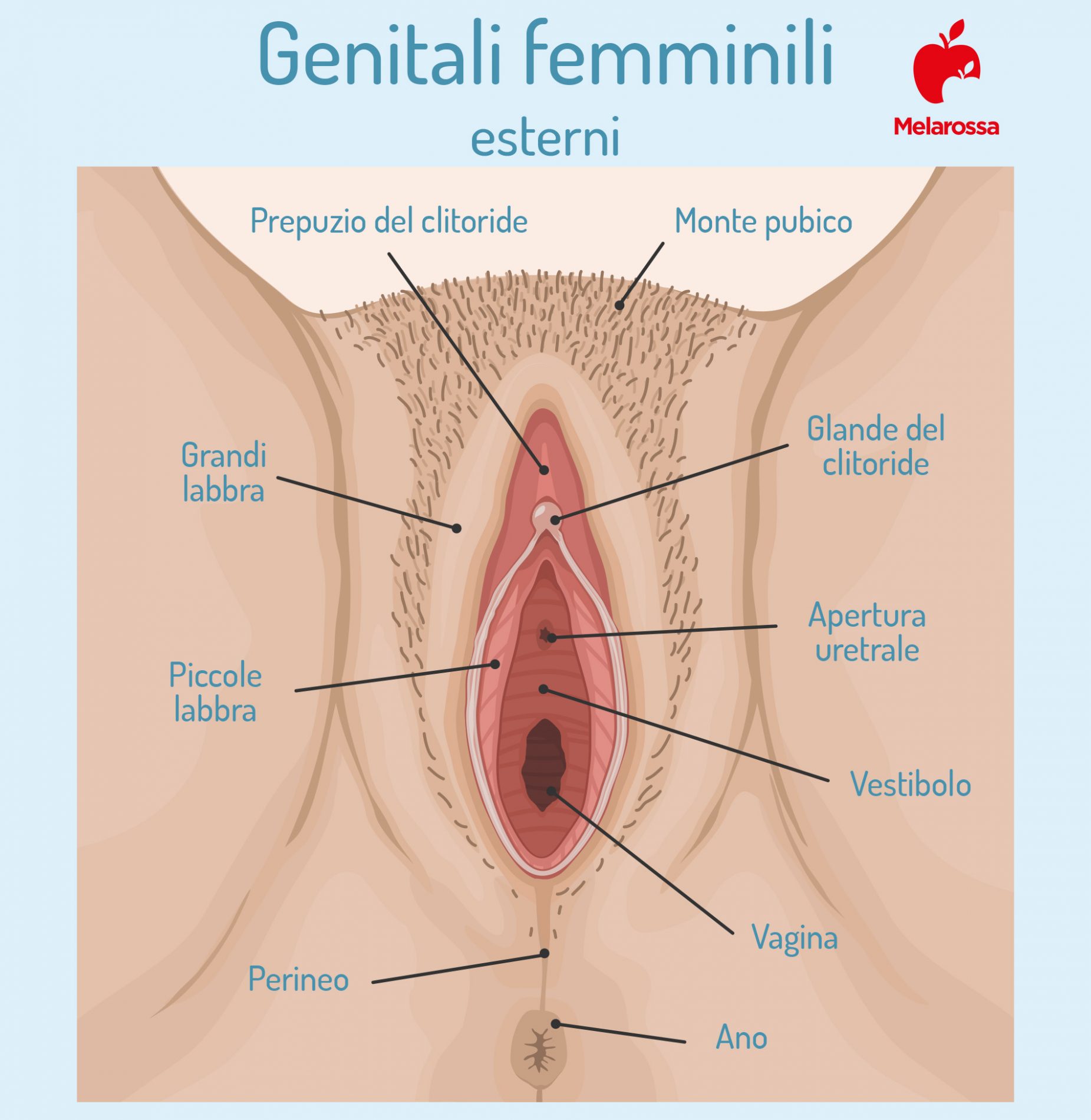massaggio perineale: dove si trova  il perineo 