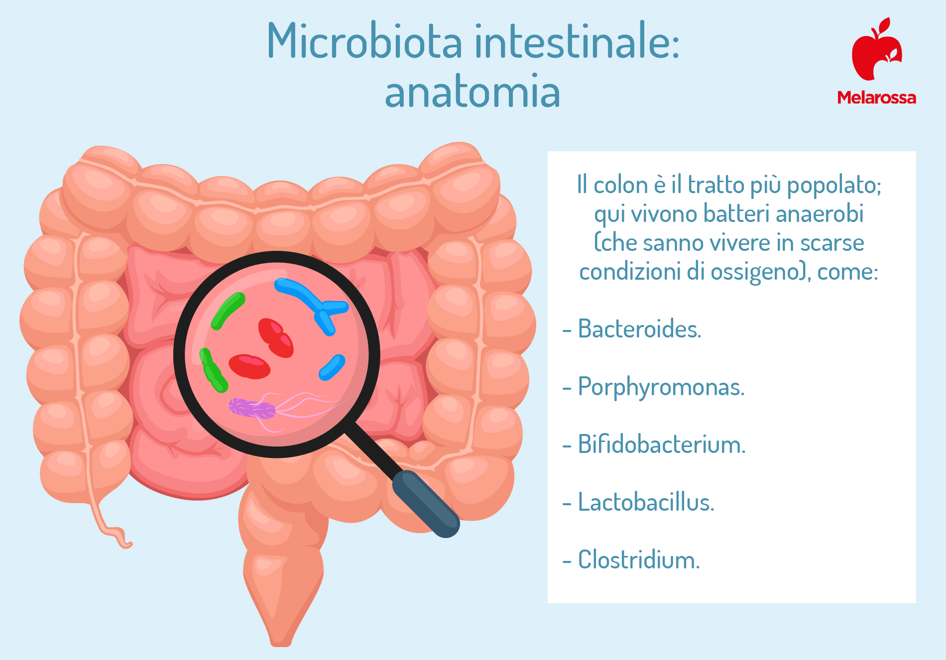 microbiota intestinale: anatomia 