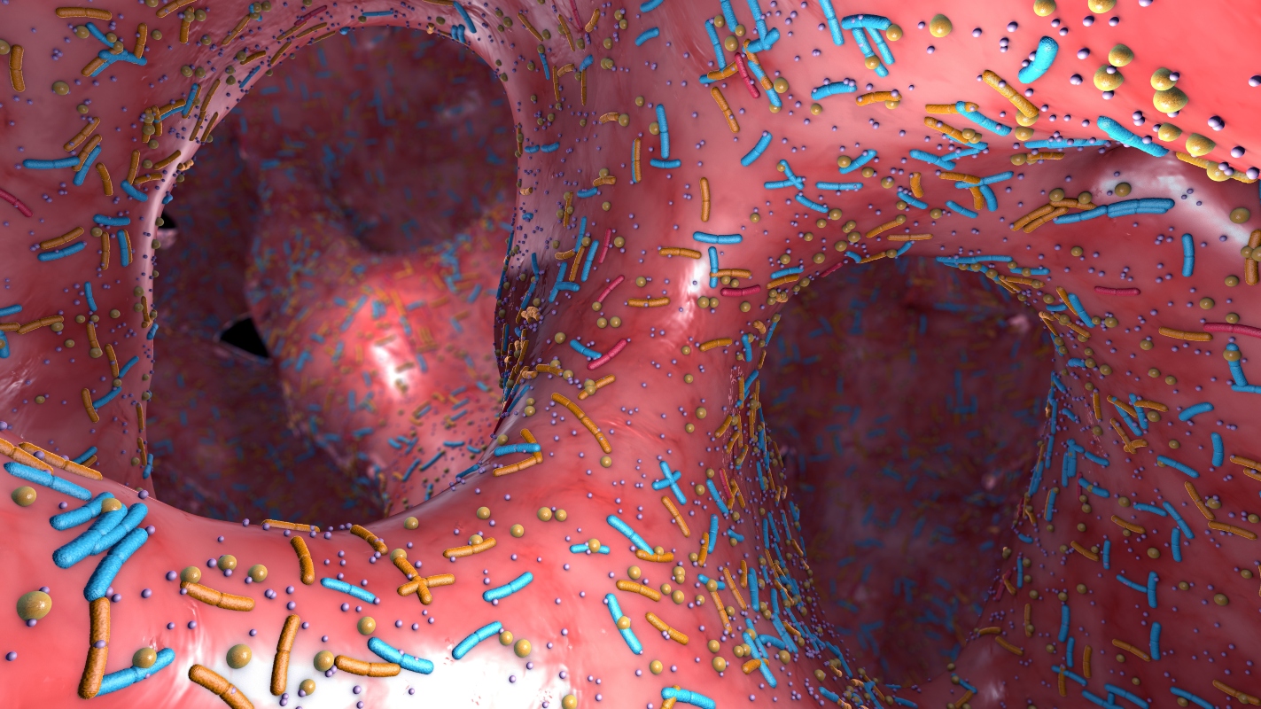 microbiota intestinale: anatomia dell'intestino